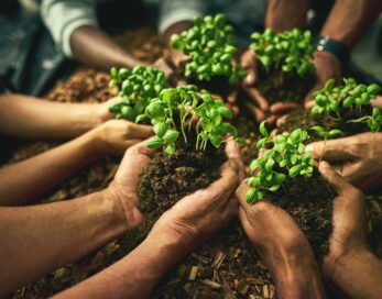 Biophilie au bureau : quand la nature booste la productivité de vos équipes !