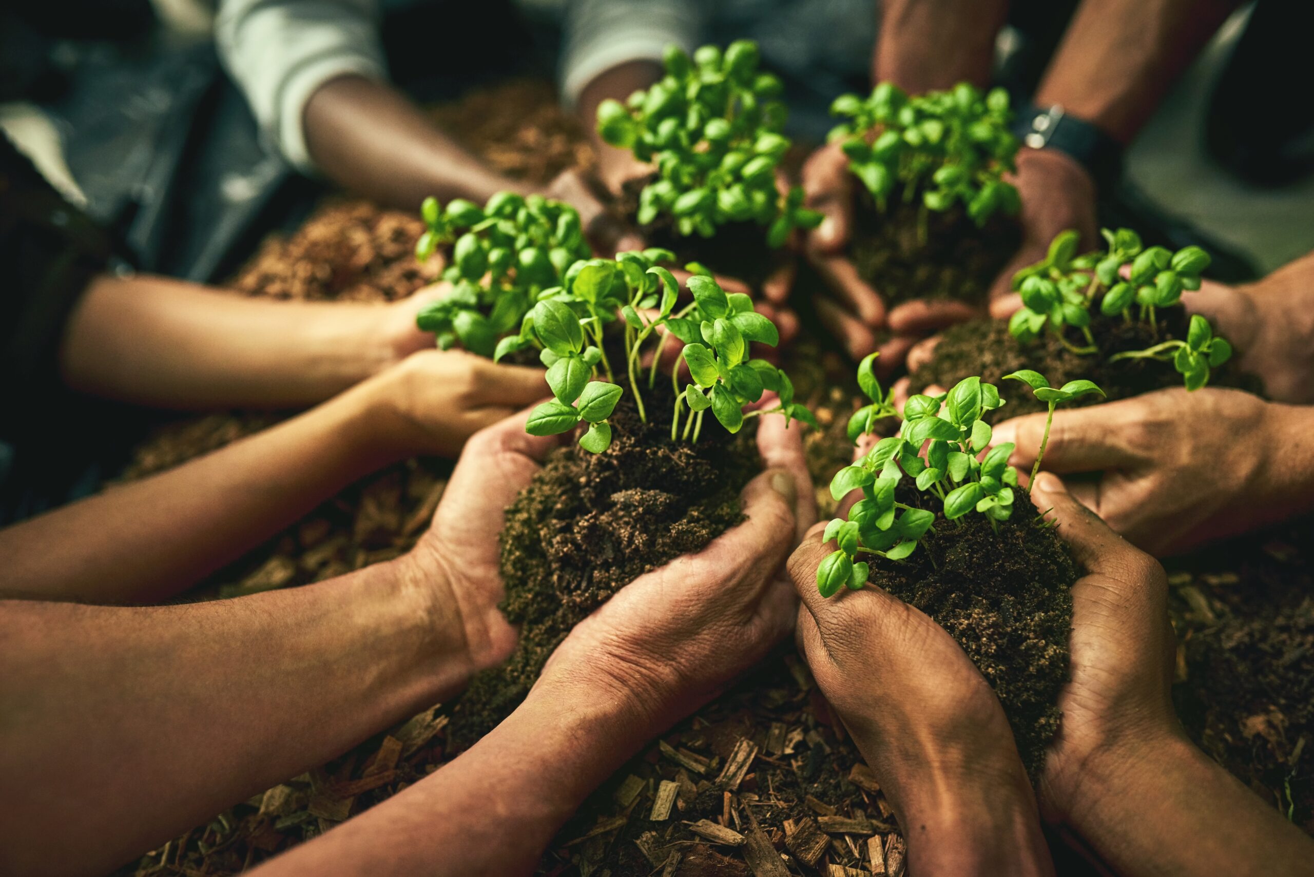 Biophilie au bureau : quand la nature booste la productivité de vos équipes !